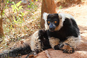 Ruffed lemur (Varecia variegata) adult sitting on the ground in the forest resting, East coast, Madagascar