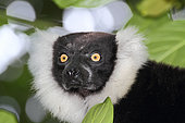 Portrait of Ruffed lemur (Varecia variegata) adult in the canopy, East coast, Madagascar