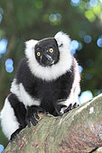 Ruffed lemur (Varecia variegata) adult on a branch, East coast, Madagascar