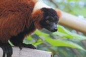 Red ruffed lemur (Varecia rubra) adult, Masoala Peninsula, Madagascar