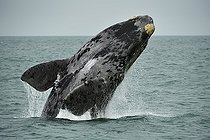 Southern right whale (Eubalaena australis), breaching, jumps out of the water, Lüderitz, Atlantic, Namibia, Africa