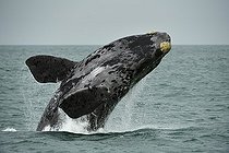 Southern right whale (Eubalaena australis), breaching, jumps out of the water, Lüderitz, Atlantic, Namibia, Africa