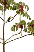 Keel-billed toucan (Ramphastos sulfuratus) on a branch, Primary forest, Costa-Rica