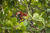 Scarlet Macaw (Ara macao) eating a fruit in a tree, Costa Rica