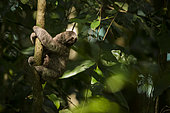 Young Brown-throated sloth (Bradypus variegatus) in a tree, Manuel Antonio national park, Costa Rica