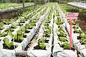 Organic soilless culture of salad culture in New Caledonia.