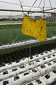 Insect trap in Organic soilless culture greenhouse. New Caledonia.