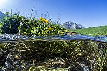 Yellow marsh marigold (Caltha palustris), Mid-air view mid-water in the climb of the Col du Tourmalet, Hautes-Pyrénées, France
