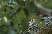Siberian Chipmunk (Tamias sibiricus) introduced species, Paris surrounding France