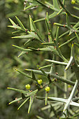 Colletia (Colletia spinosissima)