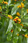 Rhamnella (Rhamnella franguloides)