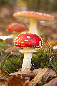 Fly agaric (Amanita muscaria)
