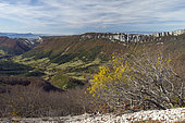 Alpine buckthorn (Rhamnus alpina) in a rocky scree, Drôme, Vercors, Omblèze, France