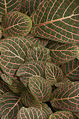 Mosaic plant (Fittonia albivenis). Syn.: Fittonia verschaffeltii