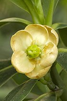 Autograph tree (Clusia rosea)