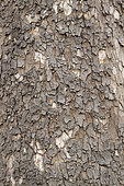 American sycamore (Platanus occidentalis)