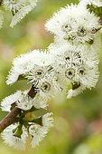 Alpine snow gum (Eucalyptus pauciflora subsp. niphophila)