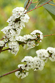 Alpine snow gum (Eucalyptus pauciflora subsp. niphophila)