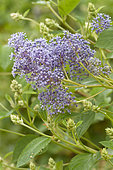 Ceanothus (Ceanothus x delileanus) 'Gloire de Versailles'