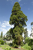 Giant Sequoia (Sequoiadendron giganteum) at Blois, France