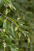 Sageretia (Sageretia pycnophylla)