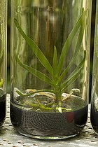 Angraecum in vitro culture