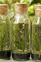 Angraecum in vitro culture
