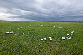 Fairy ring after the rain, Masai-Mara Reserve, Kenya