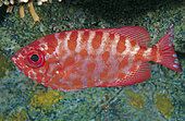 Glasseye (Heteropriacanthus cruentatus), Tenerife, Canary islands