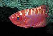 Glasseye (Heteropriacanthus cruentatus), Tenerife, Canary islands