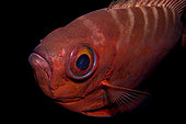 Catalufa (Heteropriacanthus cruentatus), Tenerife, Canary islands