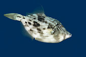 Planehead filfish (Stephanolepis hispidus), Tenerife, Fish of the Canary Islands