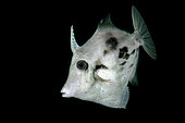 Planehead filfish (Stephanolepis hispidus), Tenerife, Fish of the Canary Islands