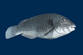 Mediterranean Parrotfish (Sparisoma cretense) male, Tenerife. Fish of the Canary Islands