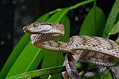 Brown tree snake (Boiga irregularis). This species was introduced on the island of Guam and caused the extinction of several species of birds.