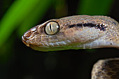 Brown tree snake (Boiga irregularis). This species was introduced on the island of Guam and caused the extinction of several species of birds.