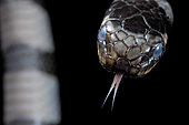 Sea krait (Laticauda colubrina), Extremely venomous. Tumbak, North Sulawesi, Indonesia