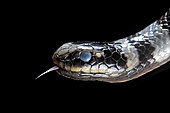 Sea krait (Laticauda colubrina), Extremely venomous. Tumbak, North Sulawesi, Indonesia