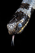 Sea krait (Laticauda colubrina), Extremely venomous. Tumbak, North Sulawesi, Indonesia