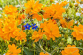 Cosmos sulphureus 'Diablo'