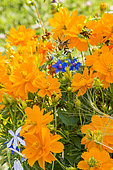 Cosmos sulphureus 'Diablo'
