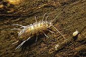 Isopod (Asellus aquaticus) in a pond, Prairies du Fouzon, Loir-et-Cher, France