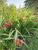 Crocosmia masoniorum 'Orangerot'