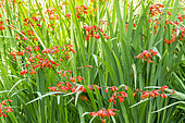 Crocosmia masoniorum 'Orangerot'