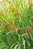 Crocosmia masoniorum 'Orangerot'