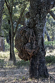 Cork oak (Quercus suber) Tree with magnifying burl in summer, Massif des Maures, Mayons area, Provence, France