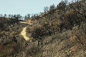Forest landscape and maquis set on fire at the end of summer With many cork oaks, Massif des Maures. Surroundings of Hyères 83, Provence, France