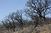 Forest landscape and maquis set on fire at the end of summer With many cork oaks, Massif des Maures. Surroundings of Hyères 83, Provence, France