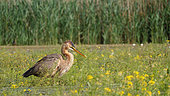 Purple Heron (Ardea purpurea) fishing in spring, Lake Kerkini, Greece
