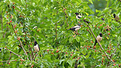 Rosy Starlings (Pastor roseus) in a mulberry during the migration, Kerkini, Greece